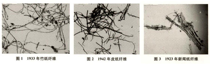 竹紙、皮紙、新聞紙纖維圖譜